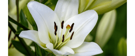 Hardy Lily - 3L Pot | 2 for £15